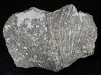 Large Pyrite Replaced Brachiopod - Silica Shale #21090-1